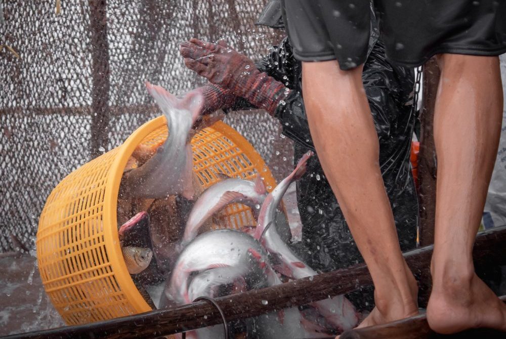 A fisher pulls fish from a fish net