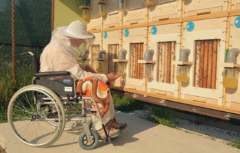 A person in a beekeeping suit in a wheelchair tends to some hives