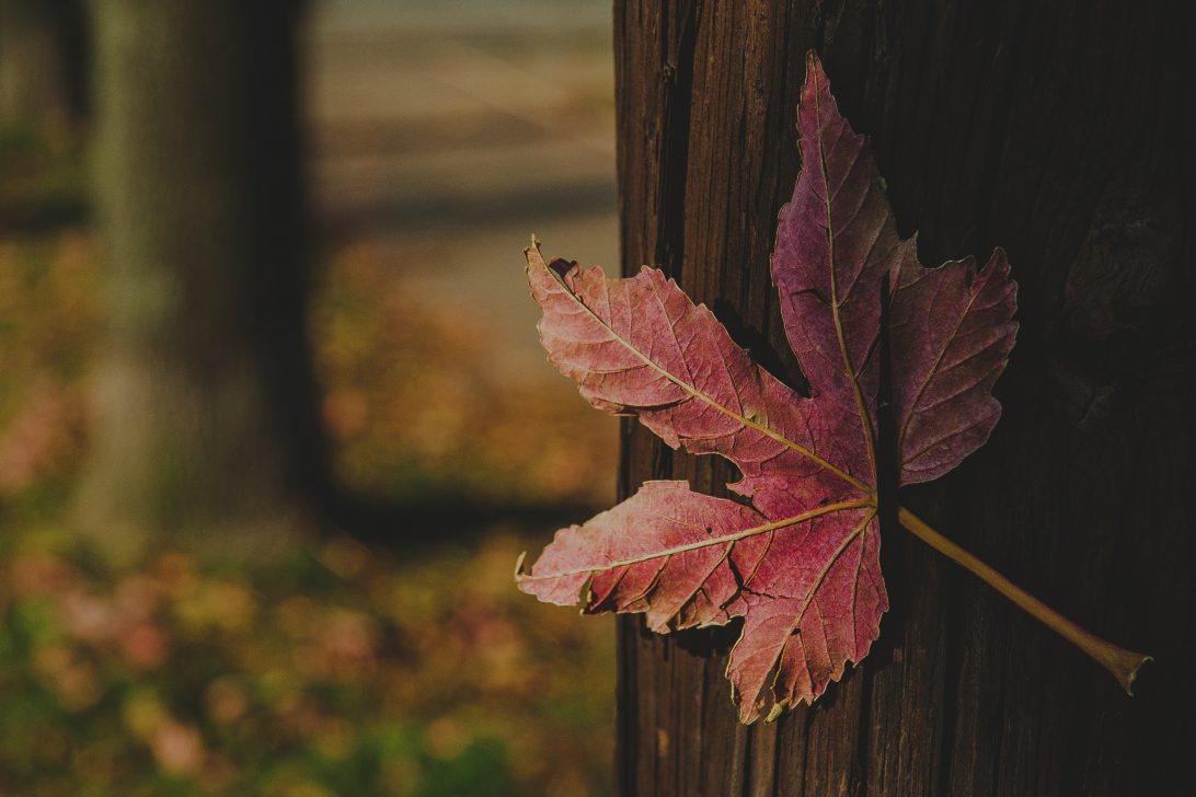 Red maple leaf on brown tree