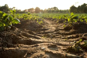 A ground level shot of a brown soil path through rows of green plants