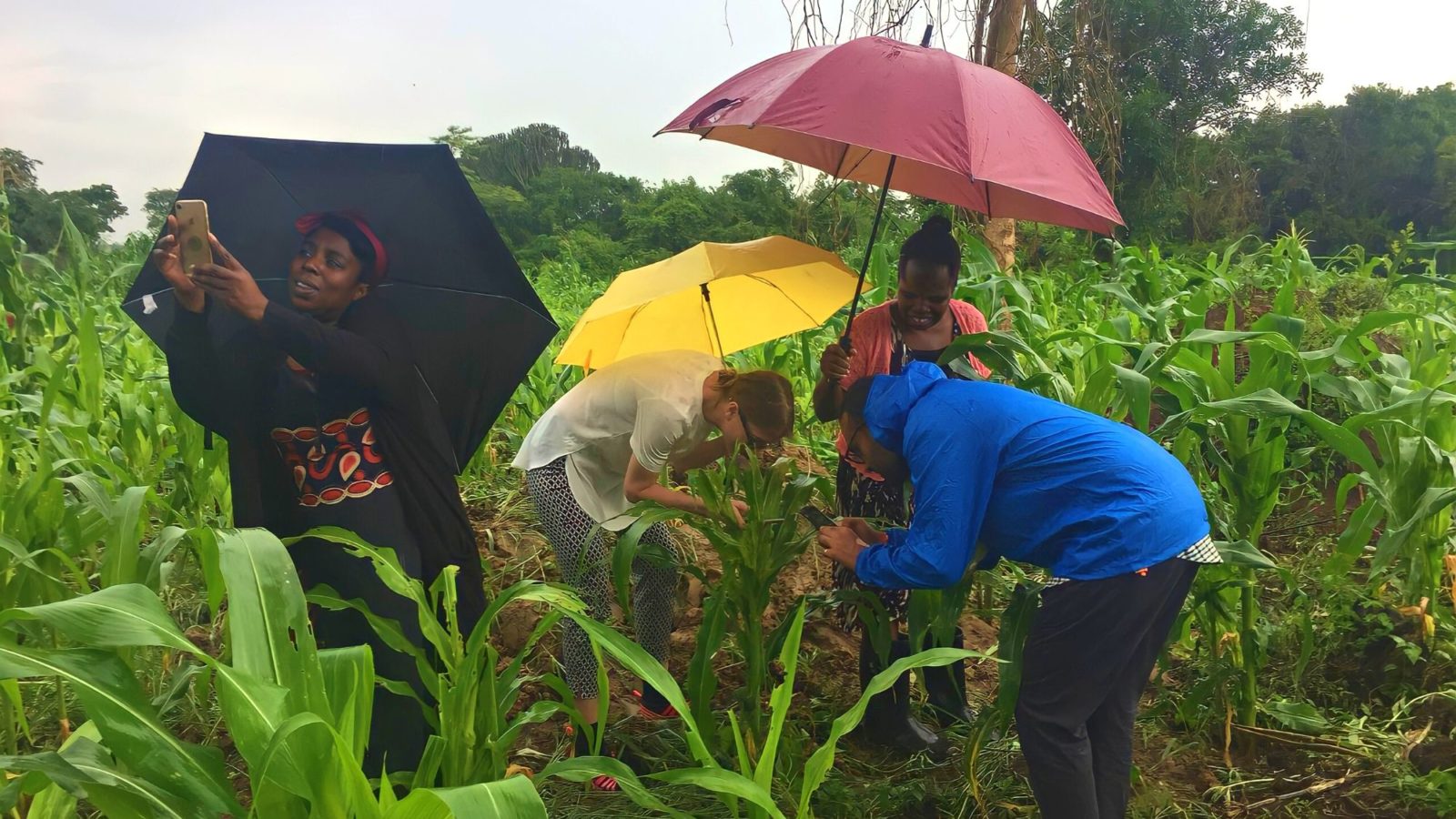 Four people in a field filled with lush green plants protected from the rain by umbrellas. Three examine a plant, whilst the other raises their phone as if to take a photo to the side or get a better signal.