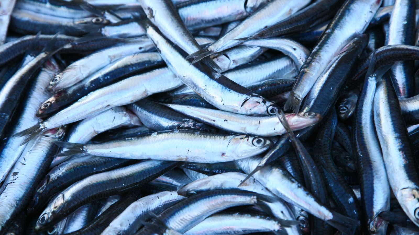 Pile of fish that has been caught for food