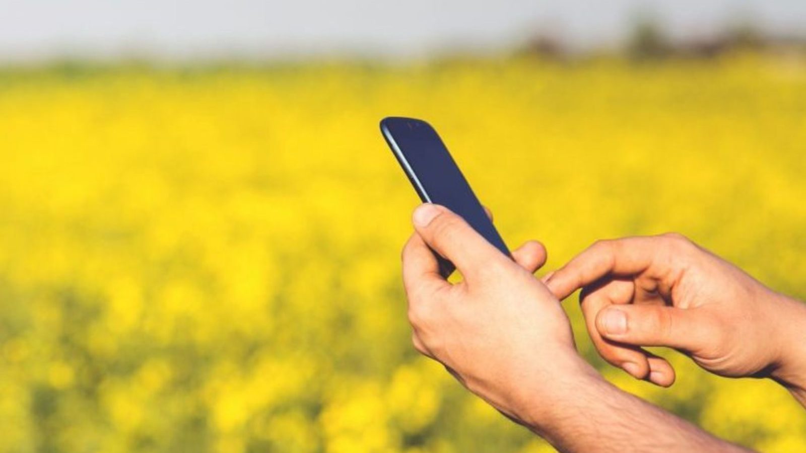 Hand held device in a field of crops