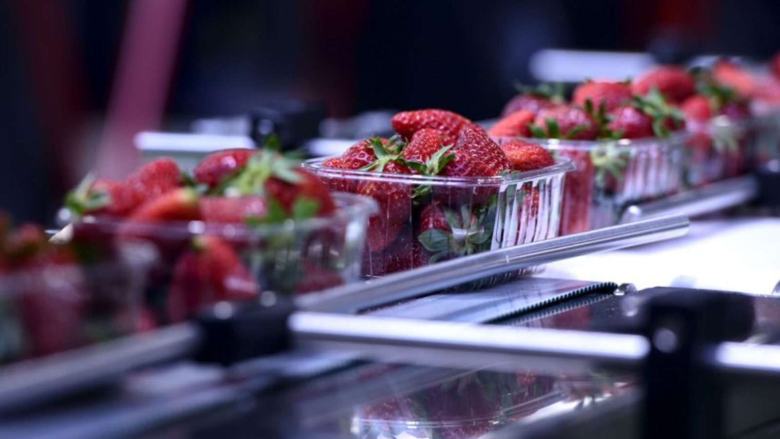 Strawberries in plastic punnet boxes