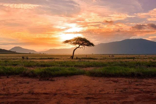 A picture of a solitary tree in Kenyan Safari, Africa