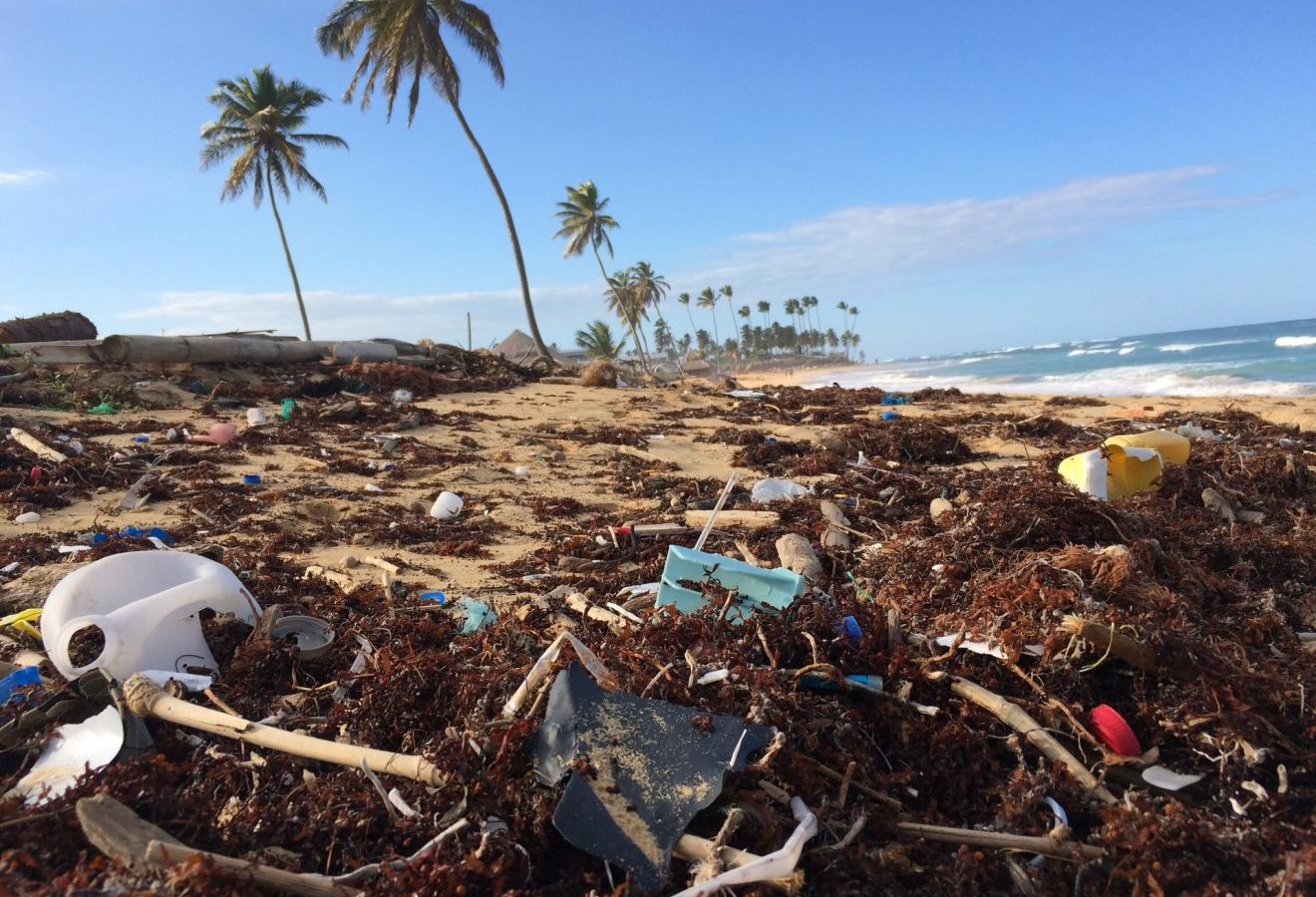 Photo of coconut trees surrounded by plastic waste and rubbish