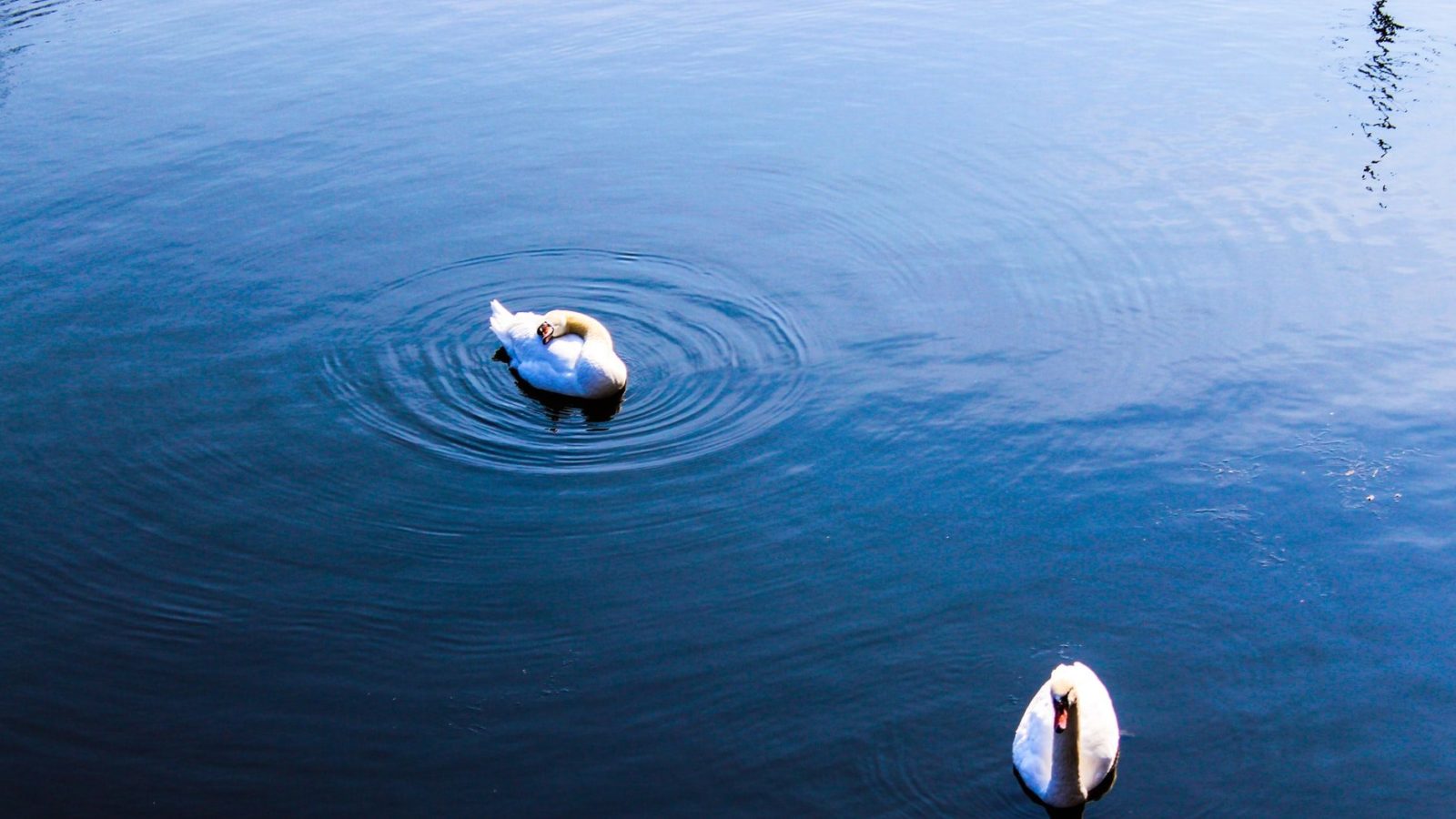 Two swans on water