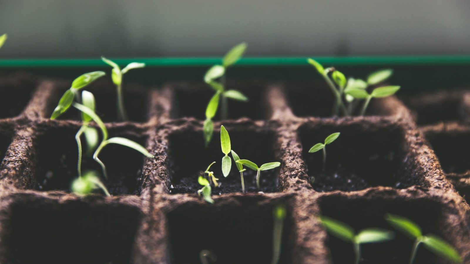 Shoots grow in a tray of seedlings