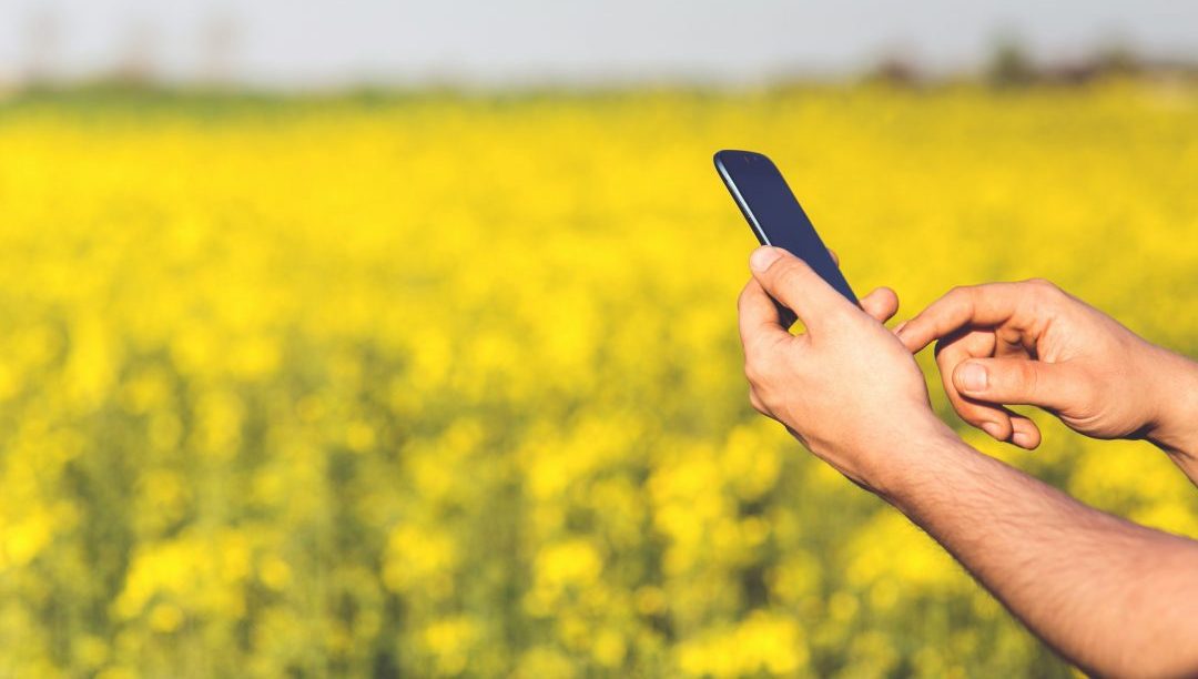 A pair of hands operate a mobile phone in front of a field of rapeseed