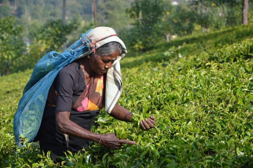 Farmer