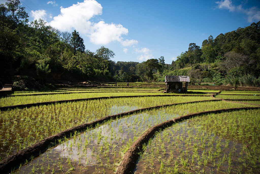 Rice grows in a series of irrigated paddy fields
