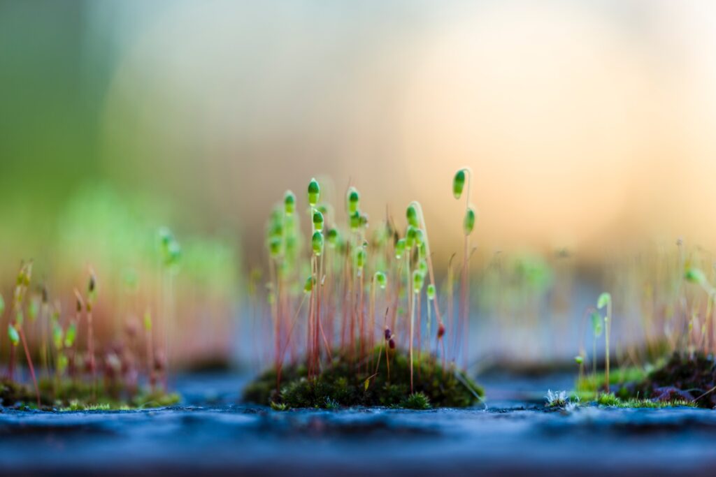 Small green plants sprouting on moss