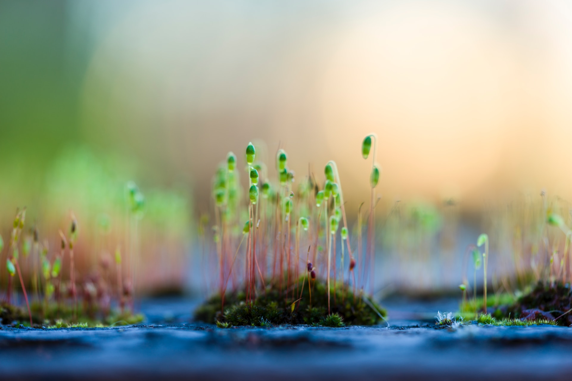Small green plants sprouting on moss