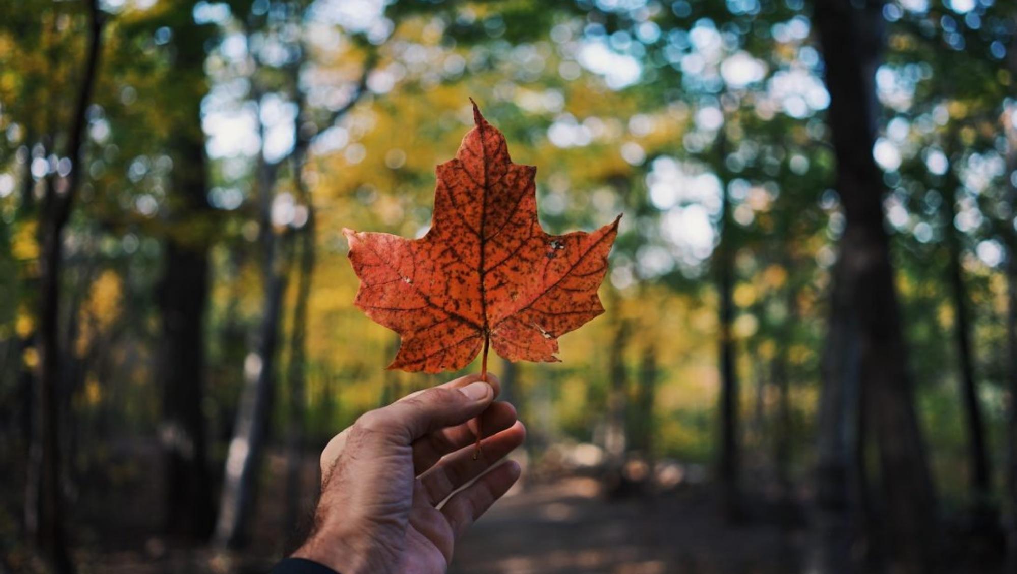 Maple leaf held in a forest|code projected over woman|Department for Business & Trade|Open Data Institute logo|Smart Data Foundry logo
