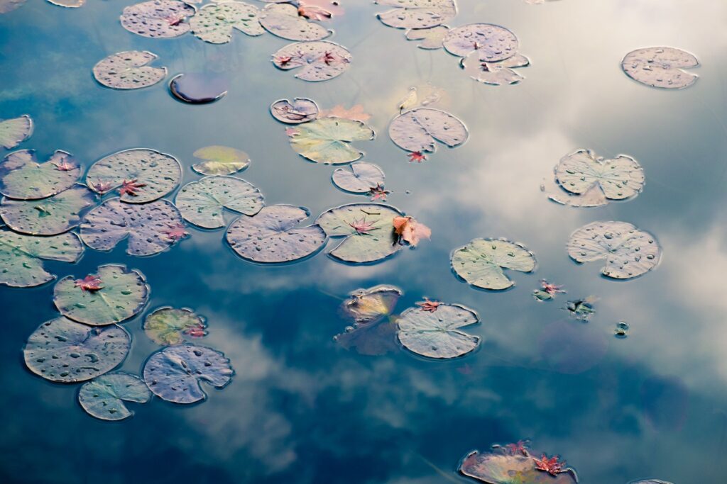 Green lily pads on calm water