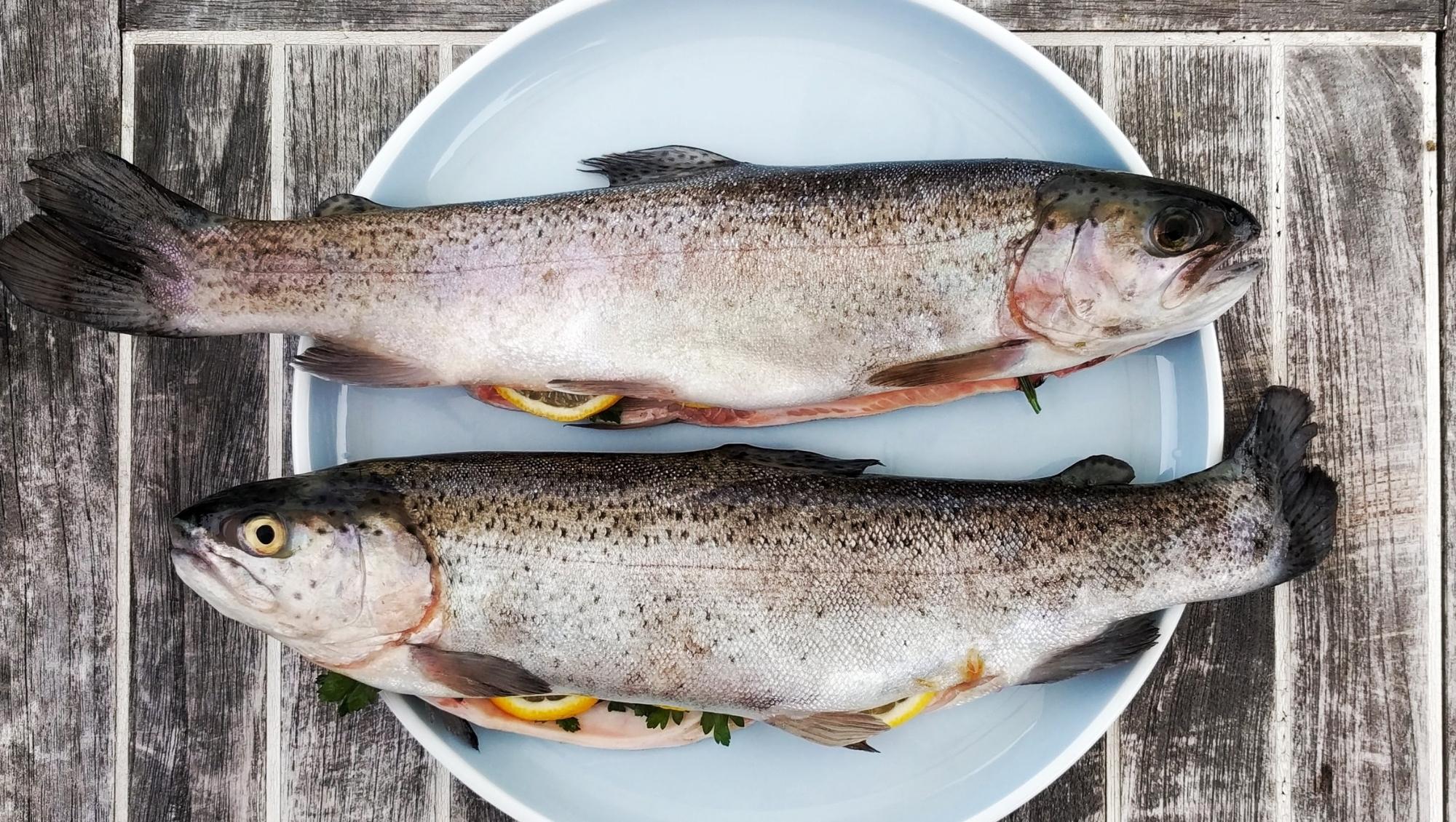 Two fresh caught fish on a dish