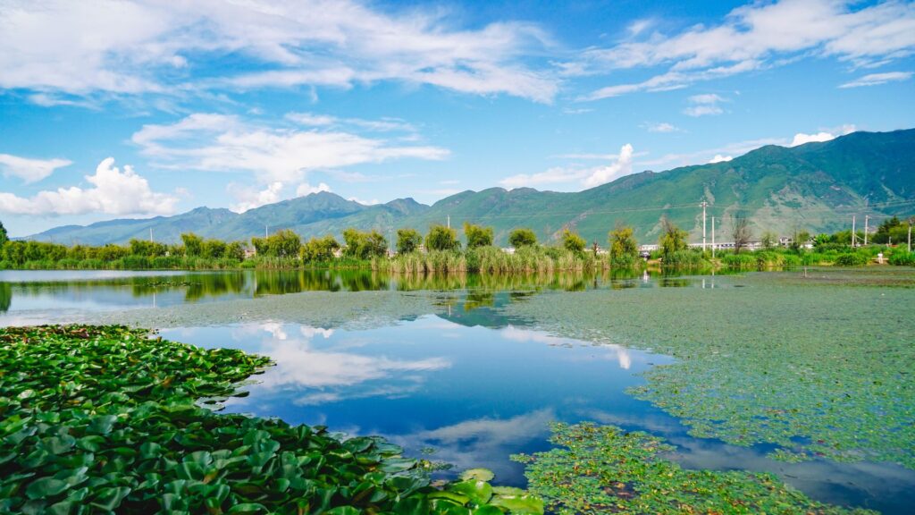 A wetland environment