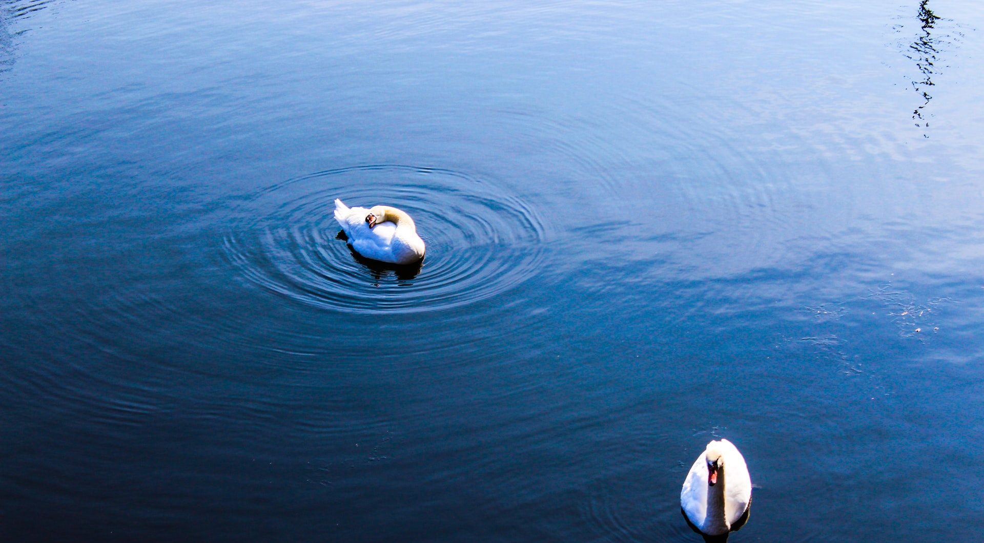 Two swans on water|OFWAT logo|The Ofwat logo