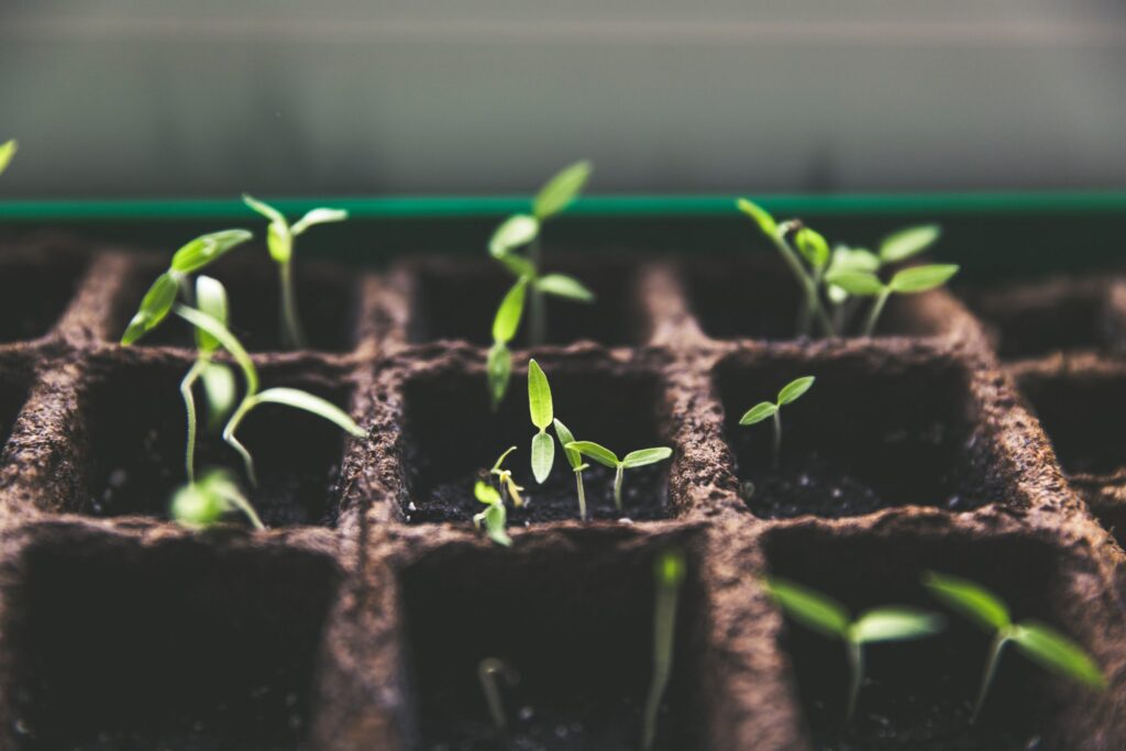Shoots grow in a tray of seedlings