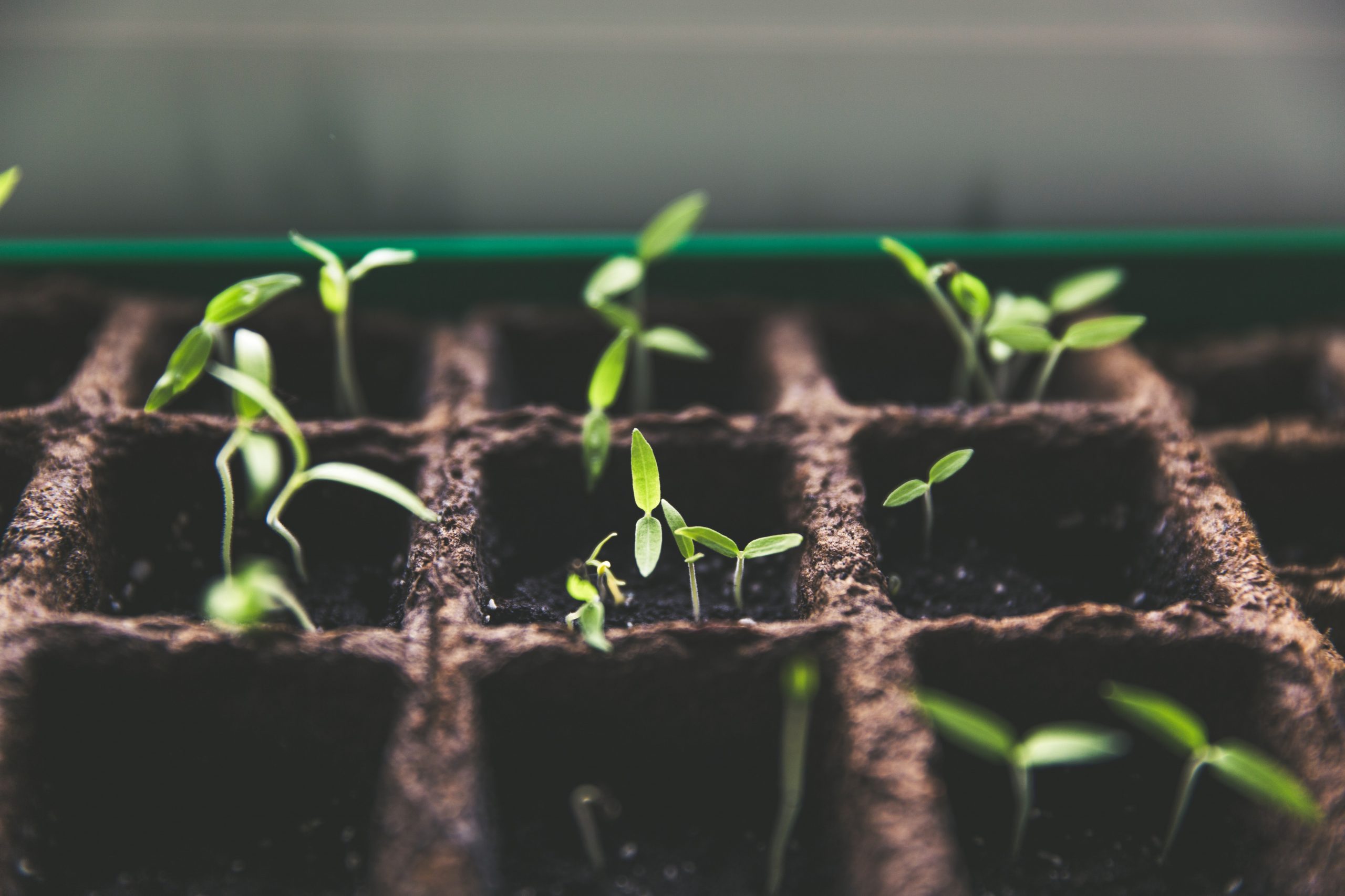 Shoots grow in a tray of seedlings