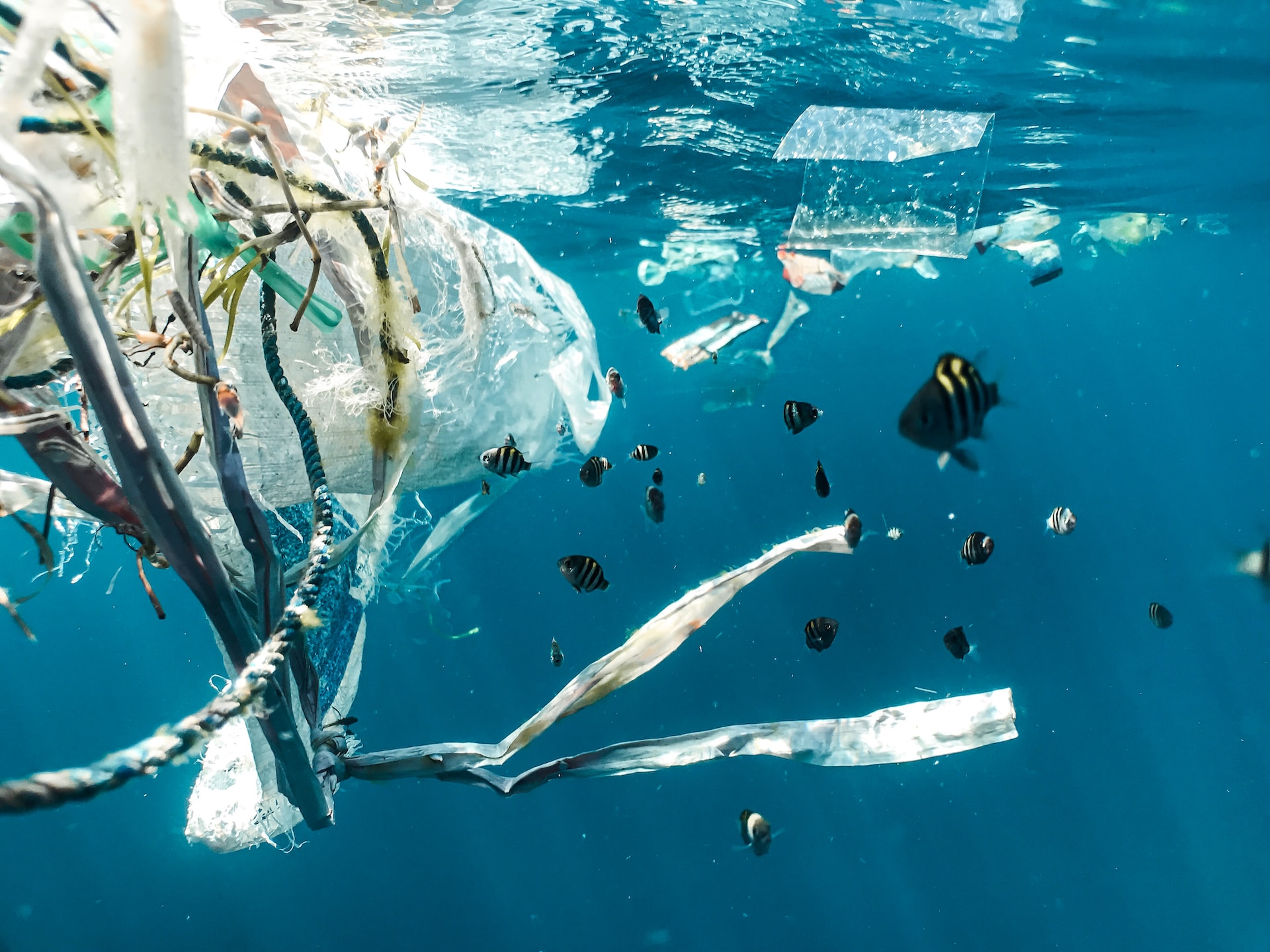 fish swimming among plastic pollution in the ocean|africa.com logo|Circle Innovation logo|E4 Impact logo|Sustainable Seas Trust logo|AfriLabs logo|Enviu logo|Africa Communications Media Group logo|Blue Globe Innovation logo|Seven logo