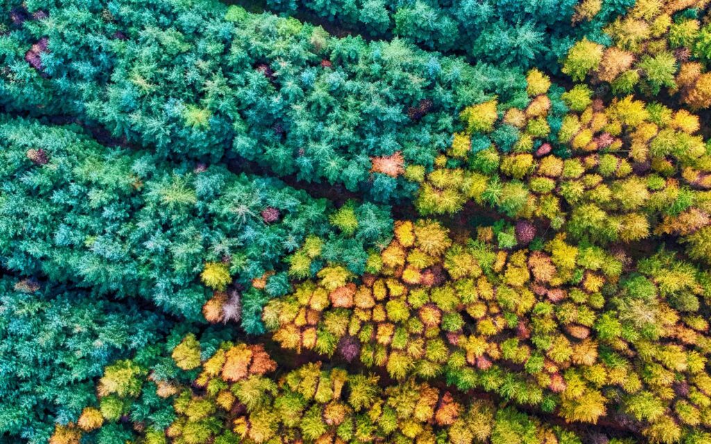 A forest of trees seems to be divided by a line. On one side the trees are green and on the other they are amber leaved.