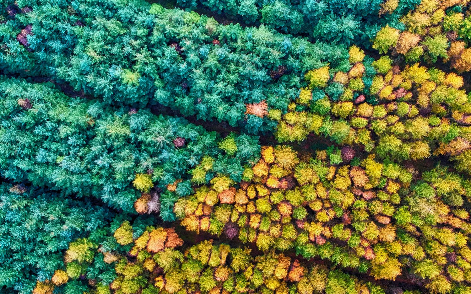 A forest of trees seems to be divided by a line. On one side the trees are green and on the other they are amber leaved.