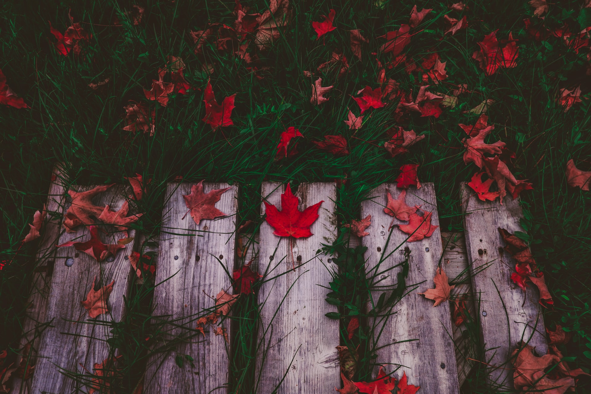 Red maple leaves lie on a wooden path that winds through the grass